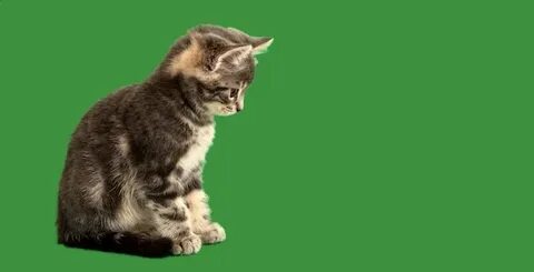3 кота на зеленом фоне