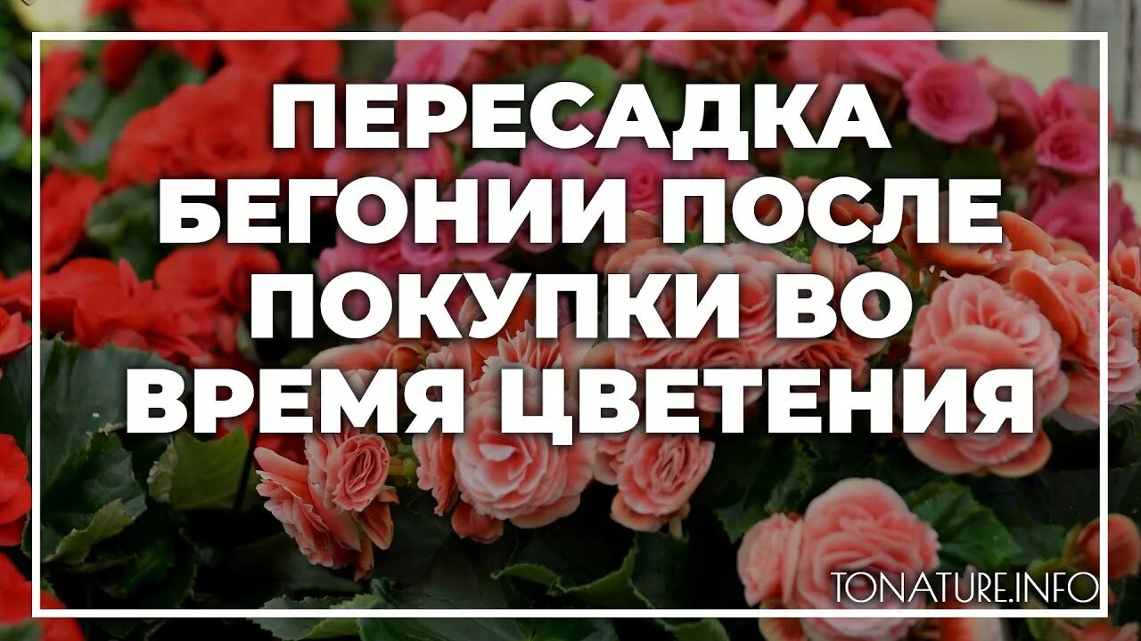 Пересадила бегонию. Бегония пересадка после покупки. Пересадка бегонии после покупки во время цветения. Бегония уход в домашних условиях после покупки.