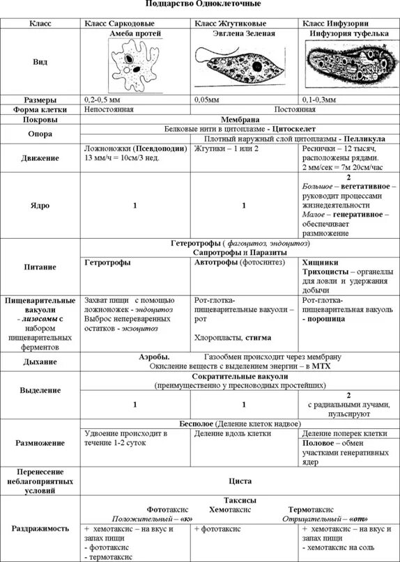 Одноклеточные животные ОГЭ. Простейшие таблица ОГЭ. Простейшие ЕГЭ биология. Одноклеточные животные ОГЭ биология. Огэ биология дата