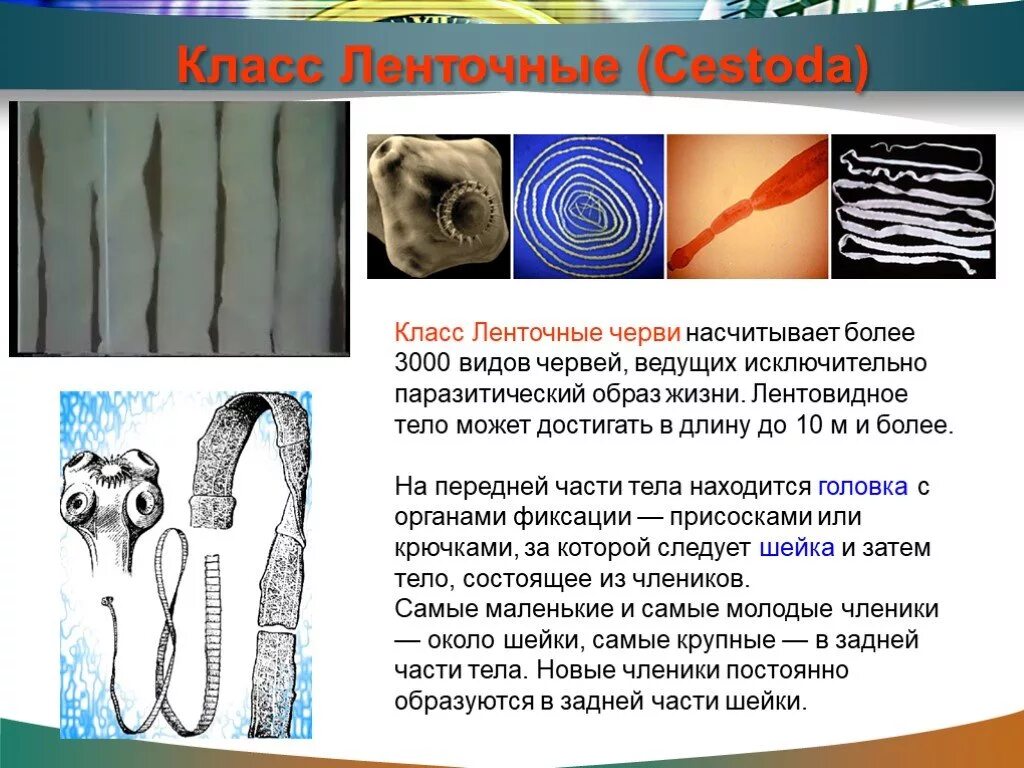 Паразитический образ червей. Ленточные черви 7 класс биология. Паразитические ленточные черви. Эволюция паразитический образ жизни ленточных червей. Ленточные черви класс паразитических плоских.