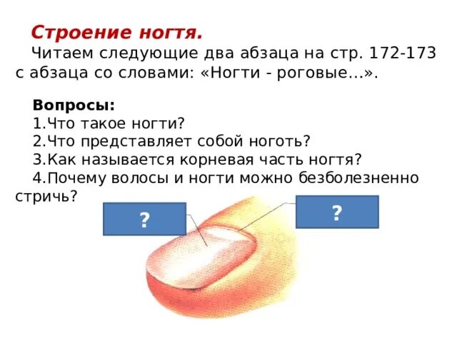 Нейла текст. Строение ногтя. Строение ногтевой пластины. Анатомическое строение ногтя. Схема строения ногтя.