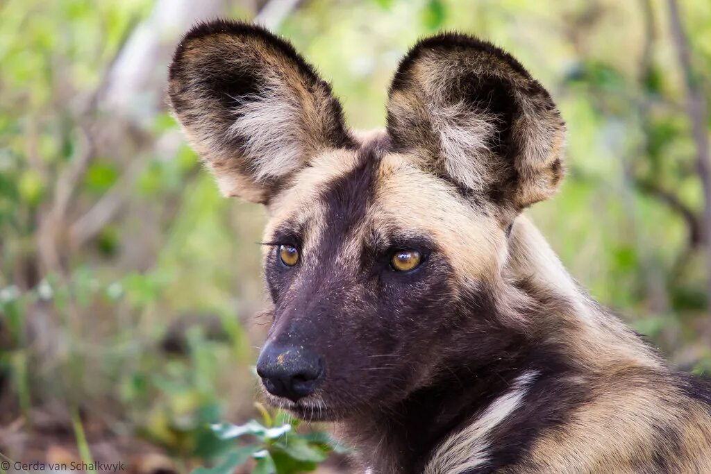 Гривистого волка гривистый волк. Гривистый волк (chrysocyon brachyurus). Гиена хохлатая. Звери похожие на собаку. Звери похожие на собаку.