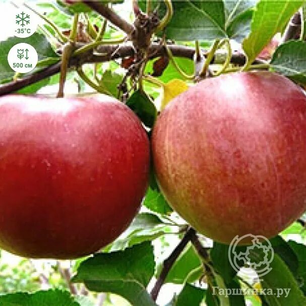 Яблоня сорта осиновый сок. Яблоня магазин apple. Яблоня магазин. Яблоня магазин. Яблоня антоша.
