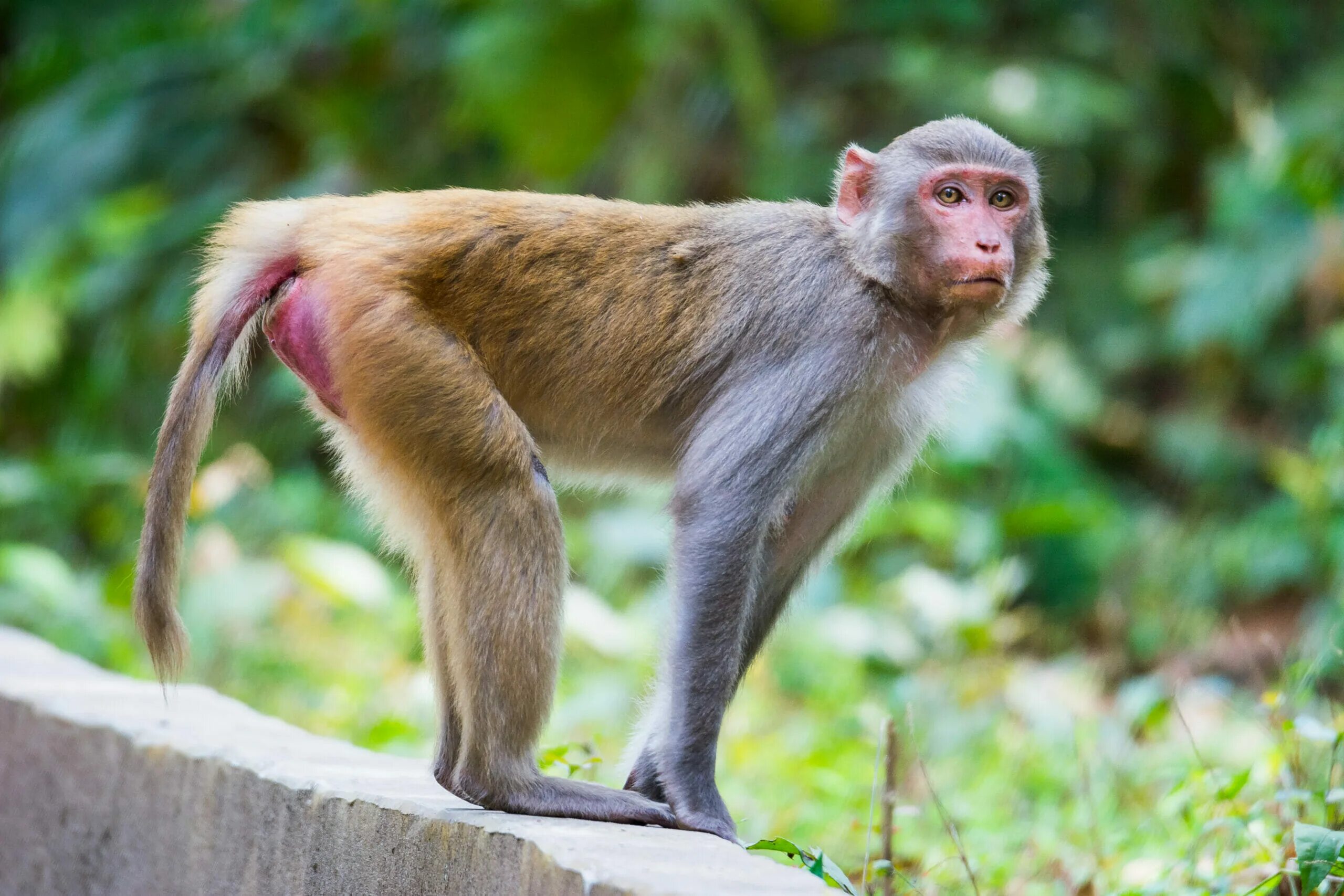 Макаки шимпанзе. Макака резус. Обезьяна макака резус. Macacus Rhesus. Макака резус «Macaca mulatta».