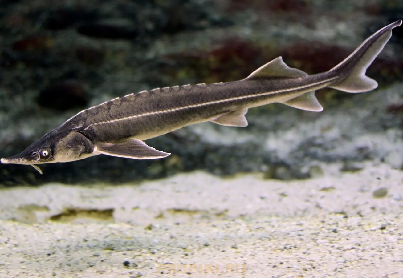 Севрюга черноморская. Длиннорылый осетр. Севрюга черноморская. Осетровые обитают. Севрюга и осетр.