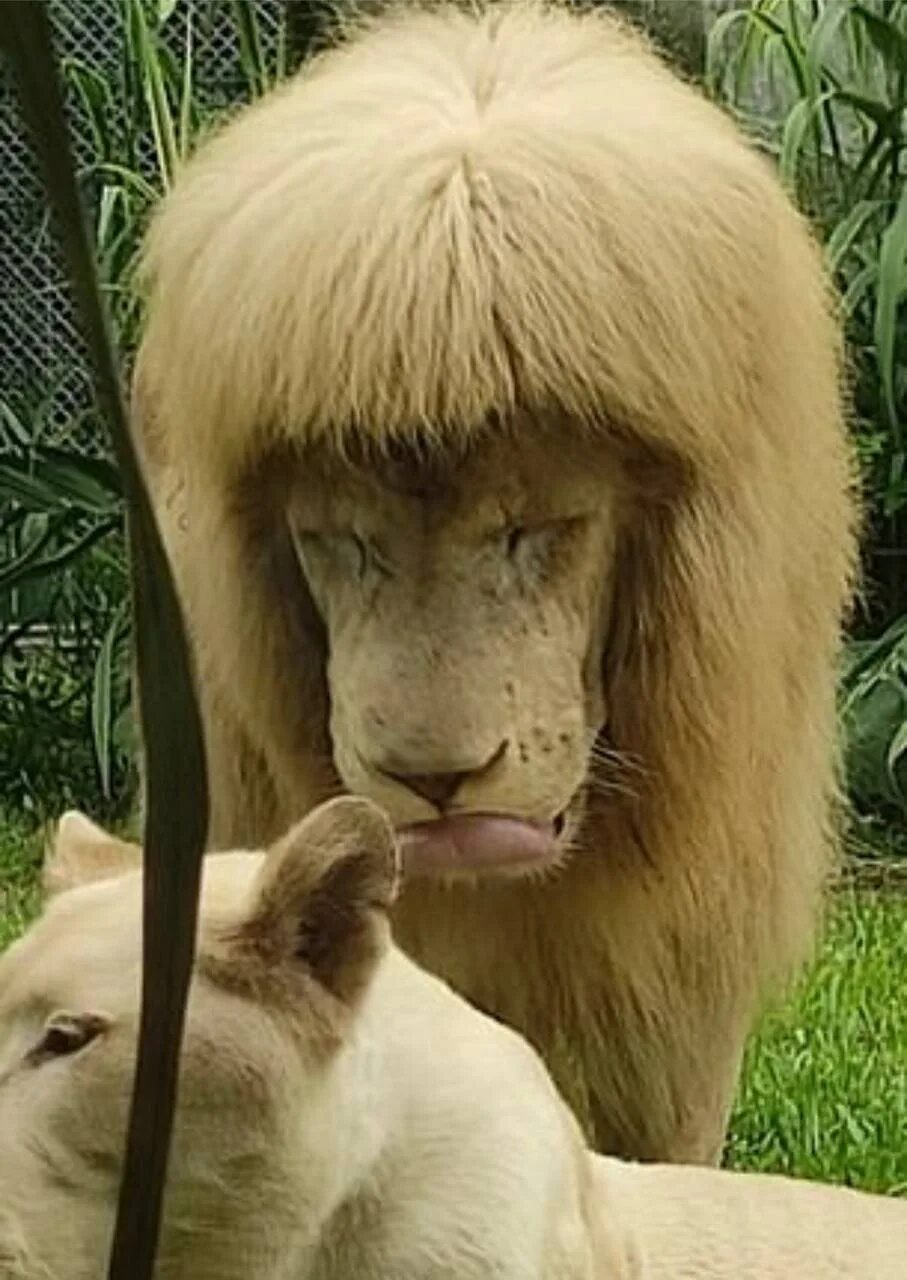 Подстриженный лев. Лев с прической. Лев в китайском зоопарке с прической. Лев с челкой.