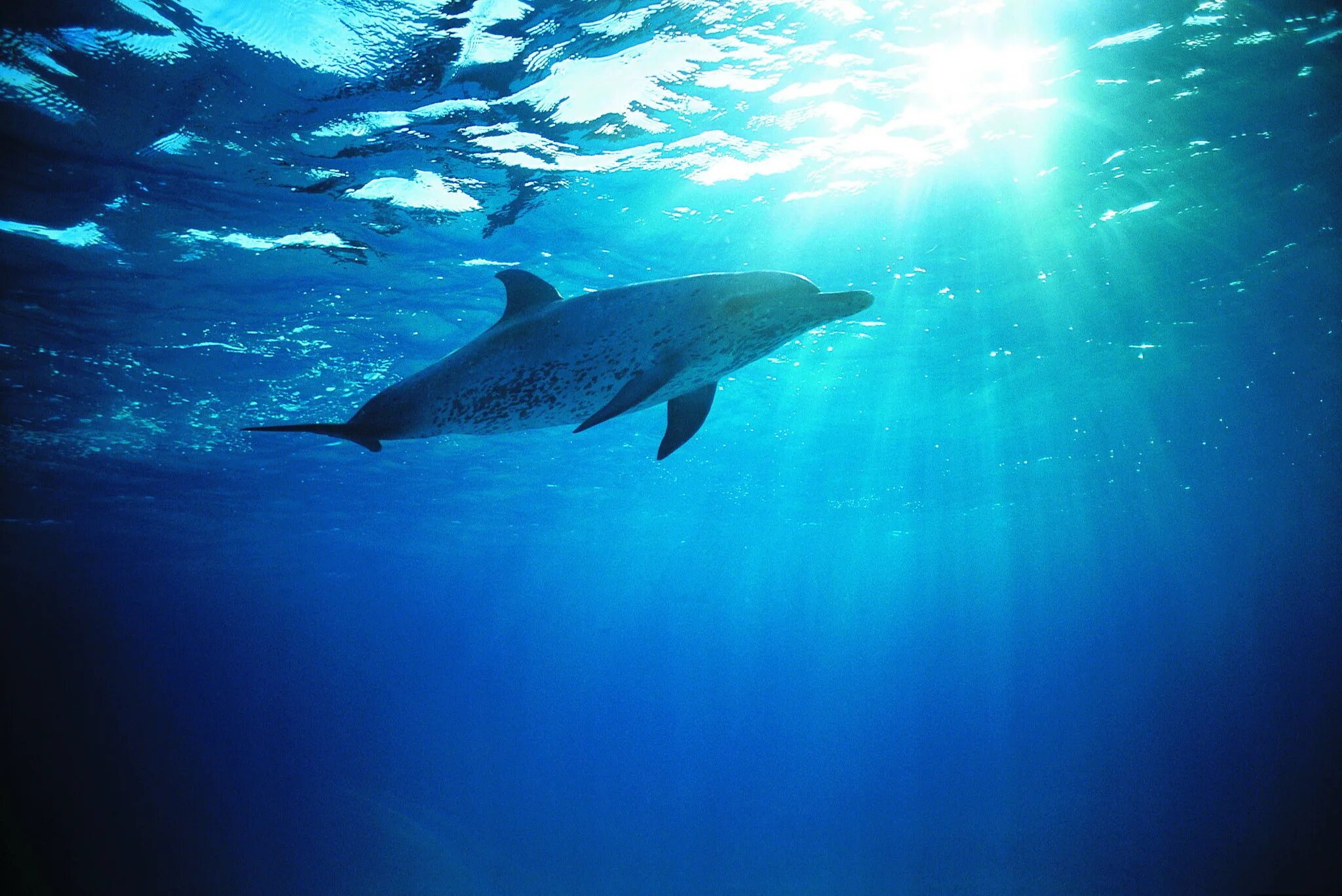 красивые дельфины. черноморская афалина. черноморская афалина с детенышем. дельфин в море. к чему снятся дельфины в воде.