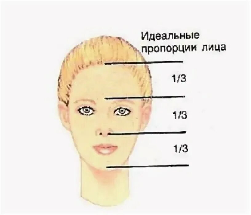 Какой должен быть лоб. Пропорции лица. Форма лица пропорции. Пропорции женского лица. Размер лица человека.