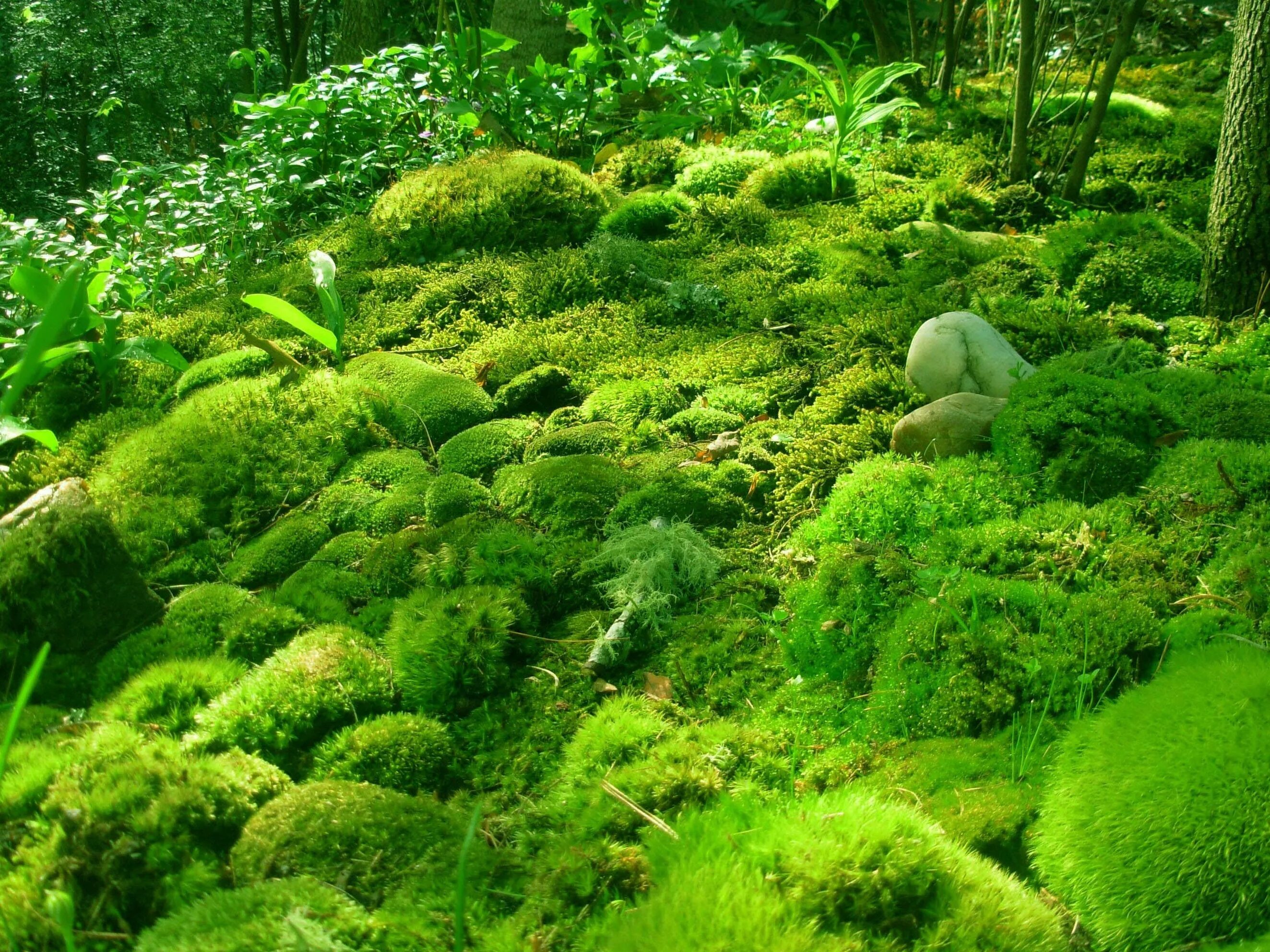 Мхи живые организмы. Мхи Bryophyta. Бридский мох. Мох болмос Грин. Моховидные растения сфагнум.