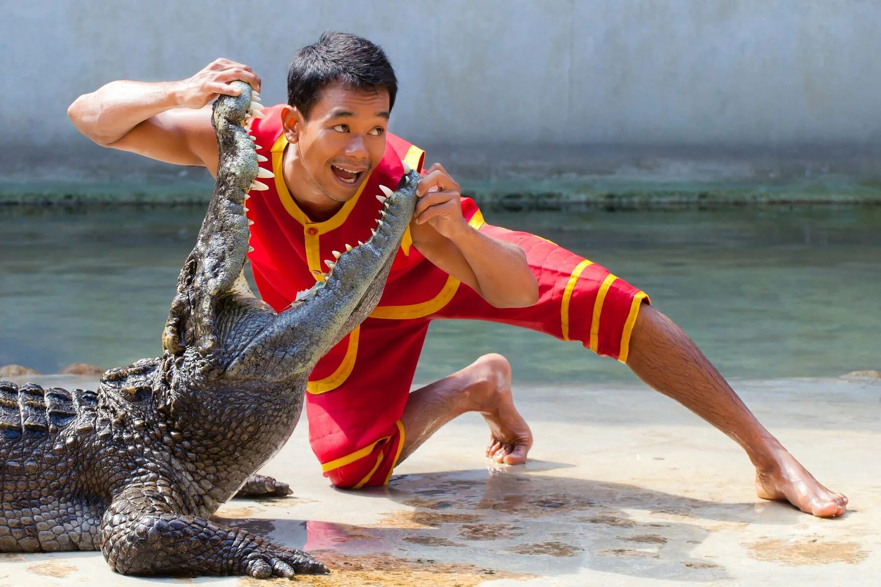 Крокодиловая ферма тайланд. Животные в тайланде крокодилы. Крокодилы в тайланде. Крокодиловая ферма в тайланде паттайя. Шоу крокодиовв тайланде.