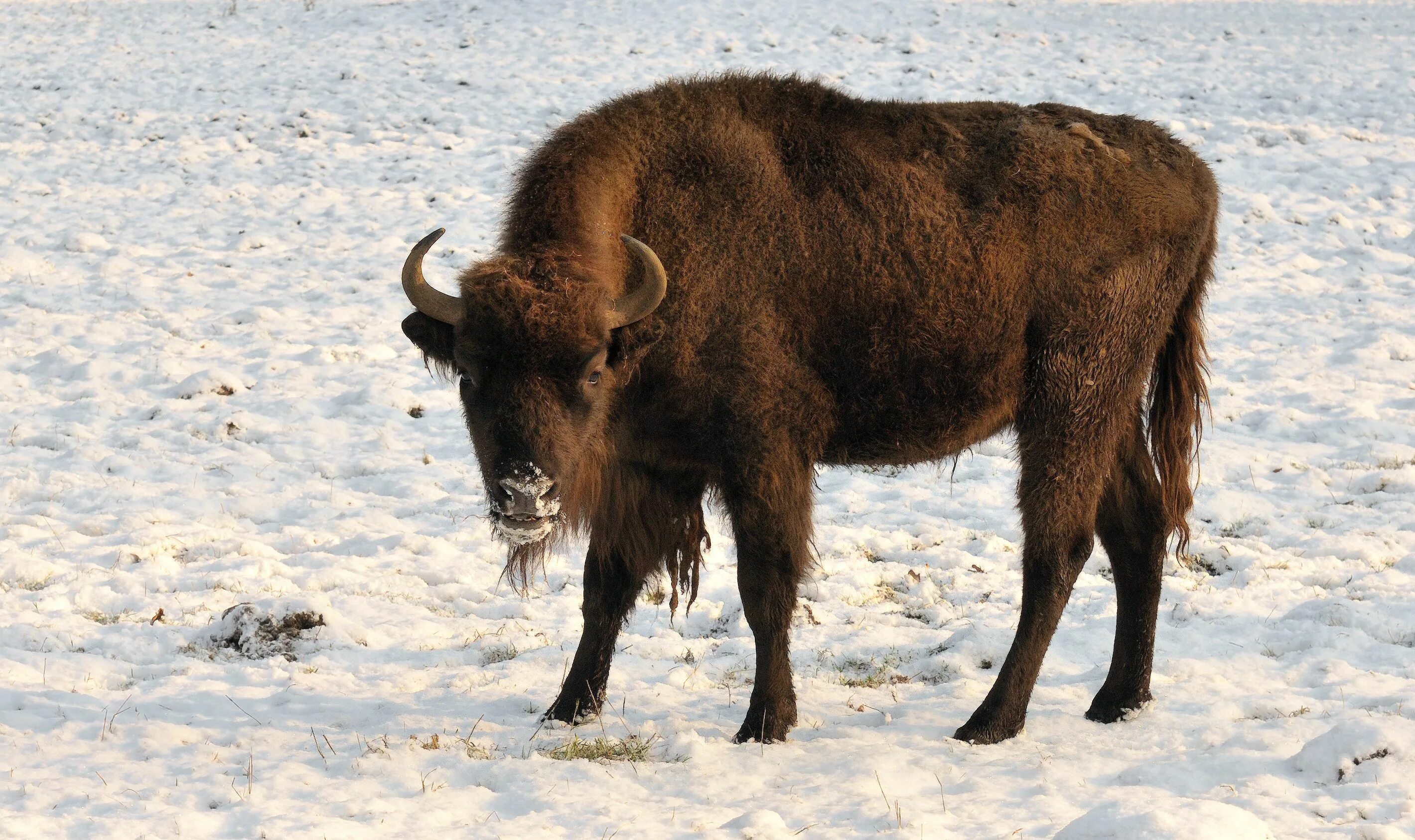 Зубр даи. Зубр bison bonasus. зубр (европейский бизон). кавказско-беловежский зубр. european bison bison bonasus.
