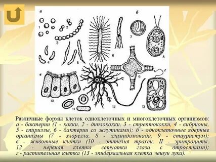 Человек многоклеточного организма