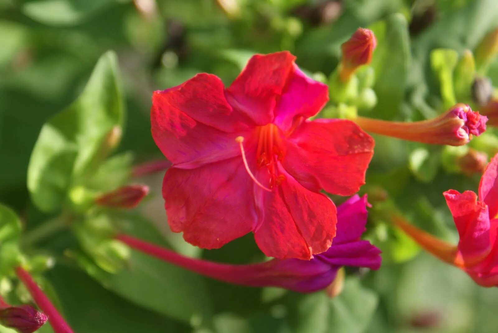 Какой процент ночной красавицы с розовыми цветками. Мирабилис красный леденец. Цветок мирабилис (Mirabilis). Мирабилис ночная красавица.