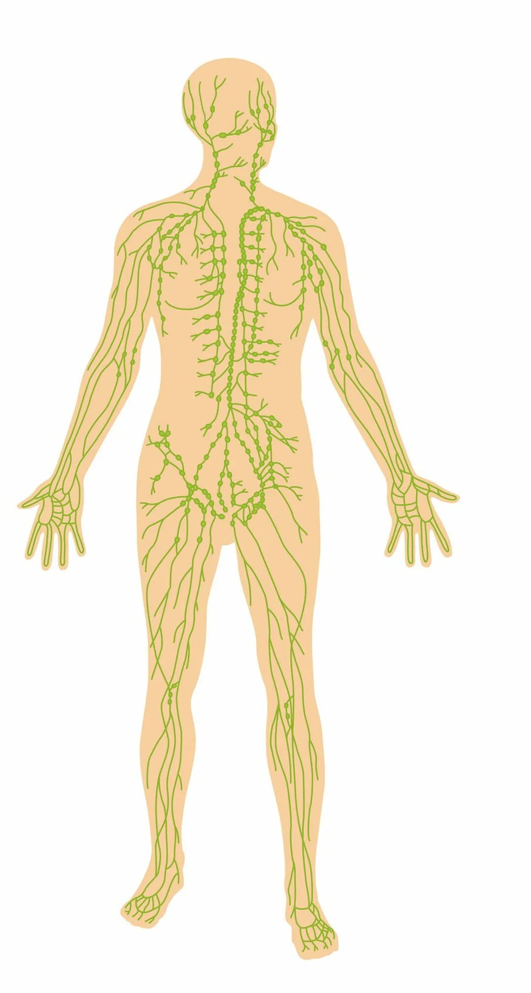 Лимфатическая система человека анатомия. Лимфатическая система анатомия схема. Атлас лимфатической системы человека. Лимфатическая система лимфоузлы. Рисунок лимфатической системы