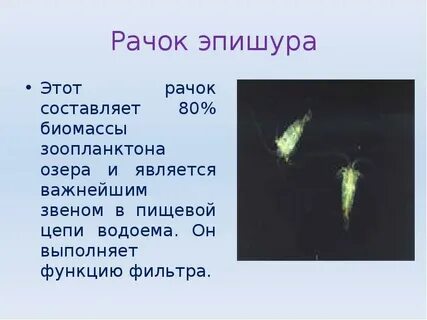Название рачка который фильтрует воду в байкале