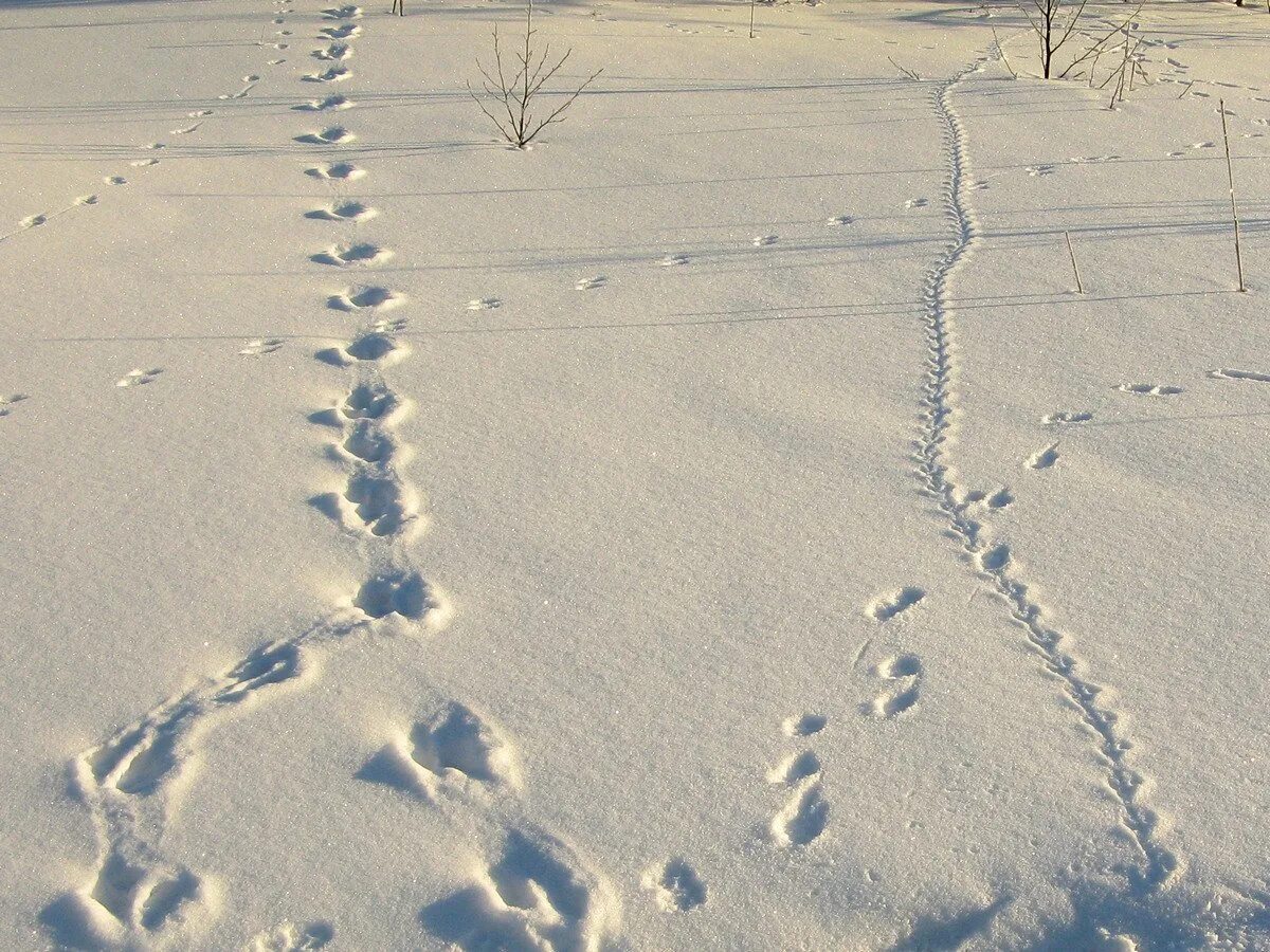 Видны заячьи следы. Следы на снегу. Следы зверей на снегу. Следы зайца. Следы животных на снегу в лесу.