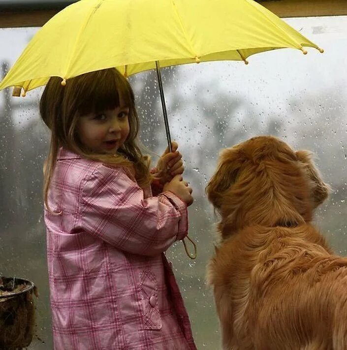 Как животные радуются дождю. Собака под дождем для детей. Собака под зонтом. Зонт для детей. Зонт для собак.