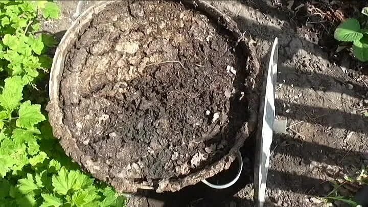 Грядка на курином помете
