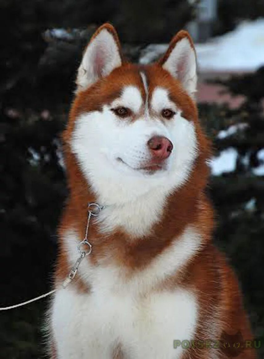 Хаски red. Жидкость husky mint series salt red garden. Жидкость husky salt 30 мл red warg 20 мг/мл. Сибирский хаски коричневый. Хаски red.