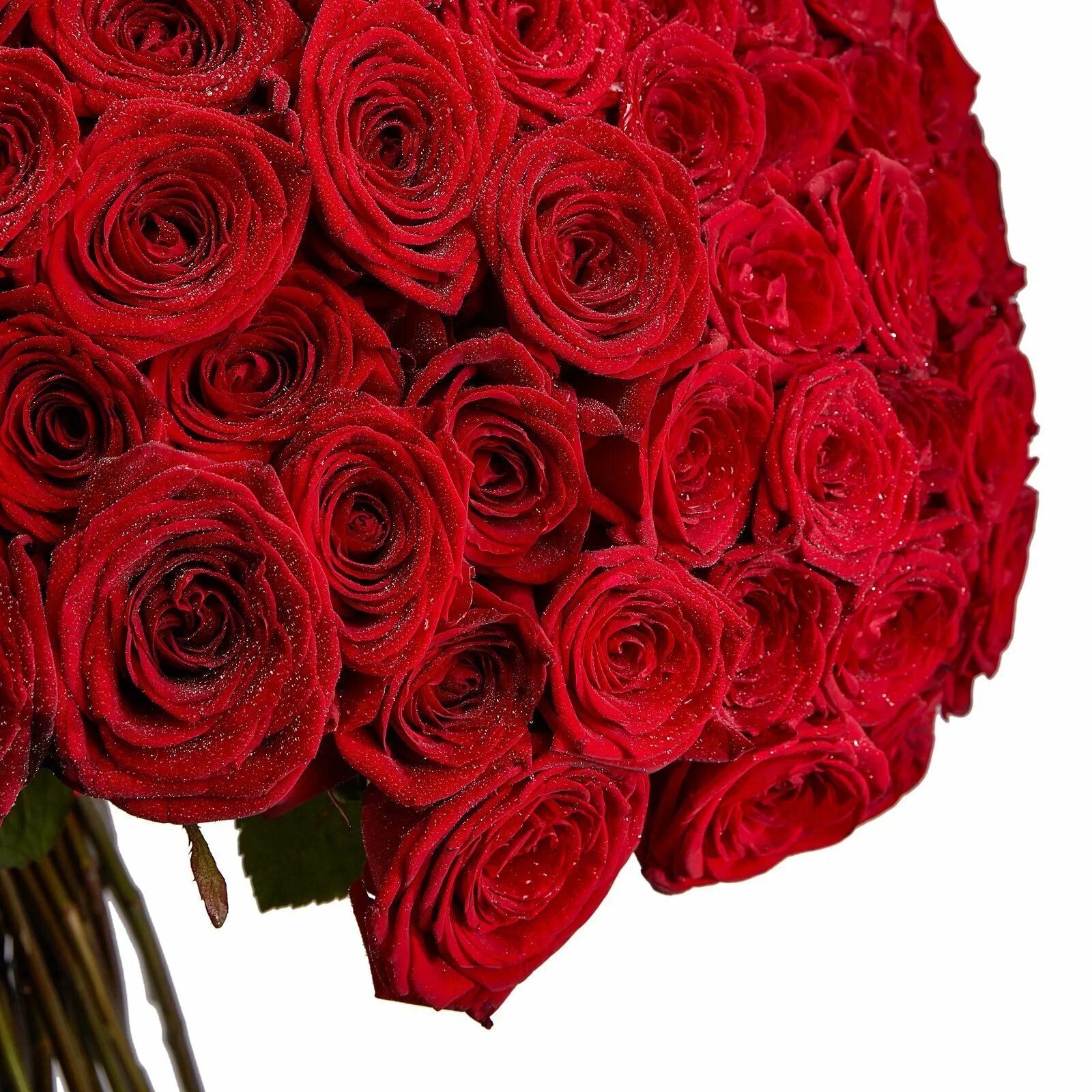 Крупные розы букет. Букет красных роз. Огромный букет. Большой букет роз. Букет роз огромный.