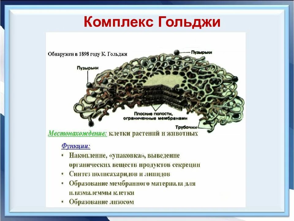 Местоположение комплекса Гольджи. Комплекс Гольджи строение. Местоположение клетки