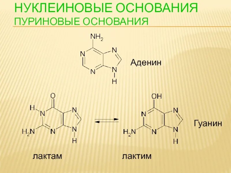 Аминокислота гуанин