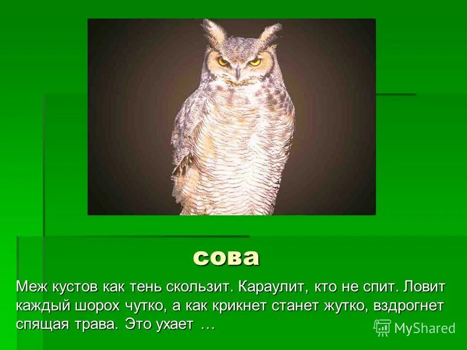 Сказка сова бианки. Филин ареал. Филин что делает голосом. Что умеет сова. Филин живет в лесу.