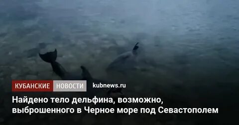 Дельфины черного моря опасны