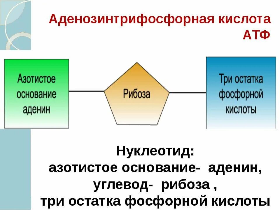 Молекула АТФ азотистое основание. Схема строения молекулы АТФ азотистое основание. Строение АТФ азотистое основание. Молекула аттазотистое основание.