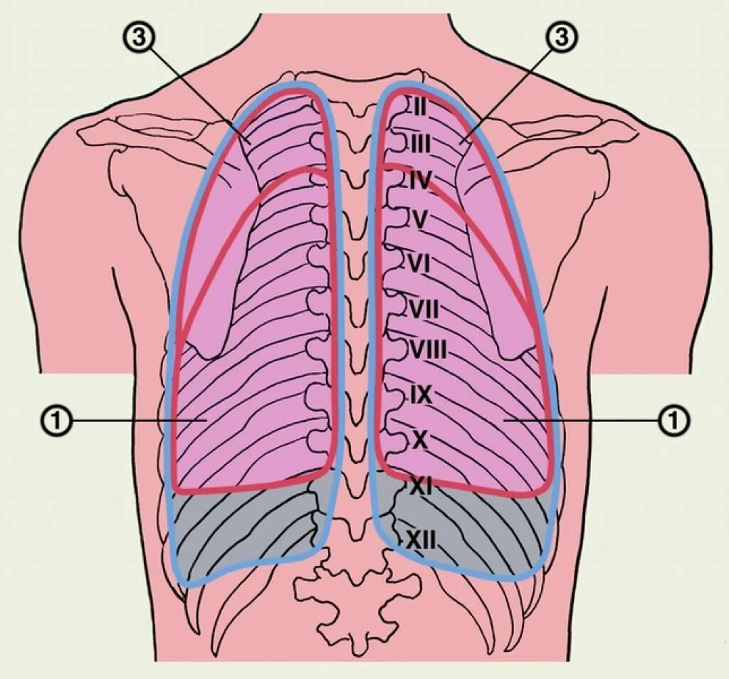 Легкие в грудной клетке анатомия. Легкие границы анатомия. Где нижние легкие. Границы легких топографическая анатомия. Легочная складка плевры.