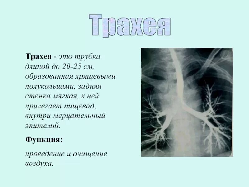 Структура состоящая из хрящевых полуколец