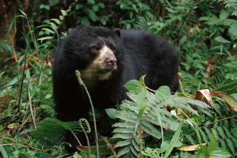 Only bear