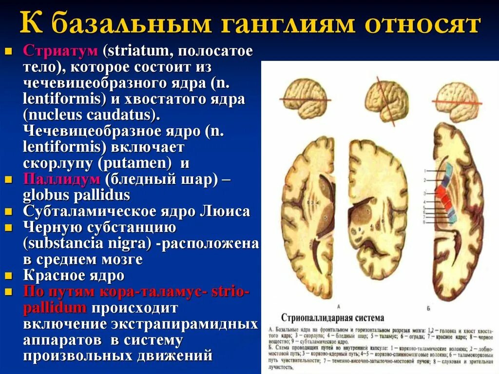 Изменение в базальных отделах. Симптомы поражения базальных ганглиев. К базальным ганглиям относят. Поражение базальных ядер. Поражение подкорковых ядер симптомы.