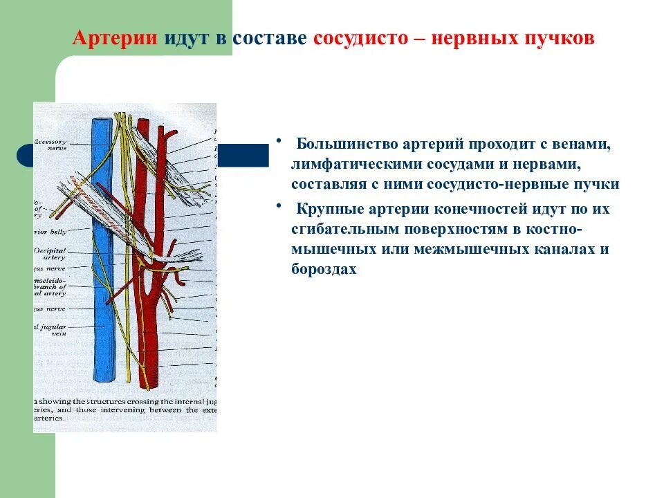 Сосудистые пучки это. Сосудисто нервный пучок Вена гистология. Топография основного сосудисто-нервного пучка шеи. Сосудистопирвные пучки. Нервные пучки.