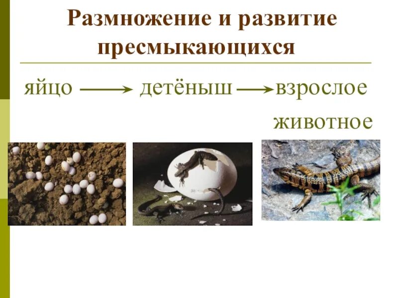 Проект размножение животных 3 класс. Развитие пресмыкающихся. размножение рептилий. размножение пресмыкающихся. особенности развития пресмыкающихся.