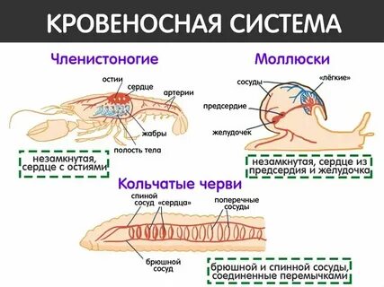 Особенности строения кровеносной системы у простейших