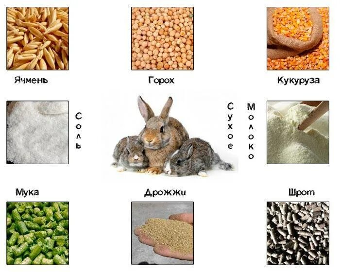 Можно ли кроликам перловку