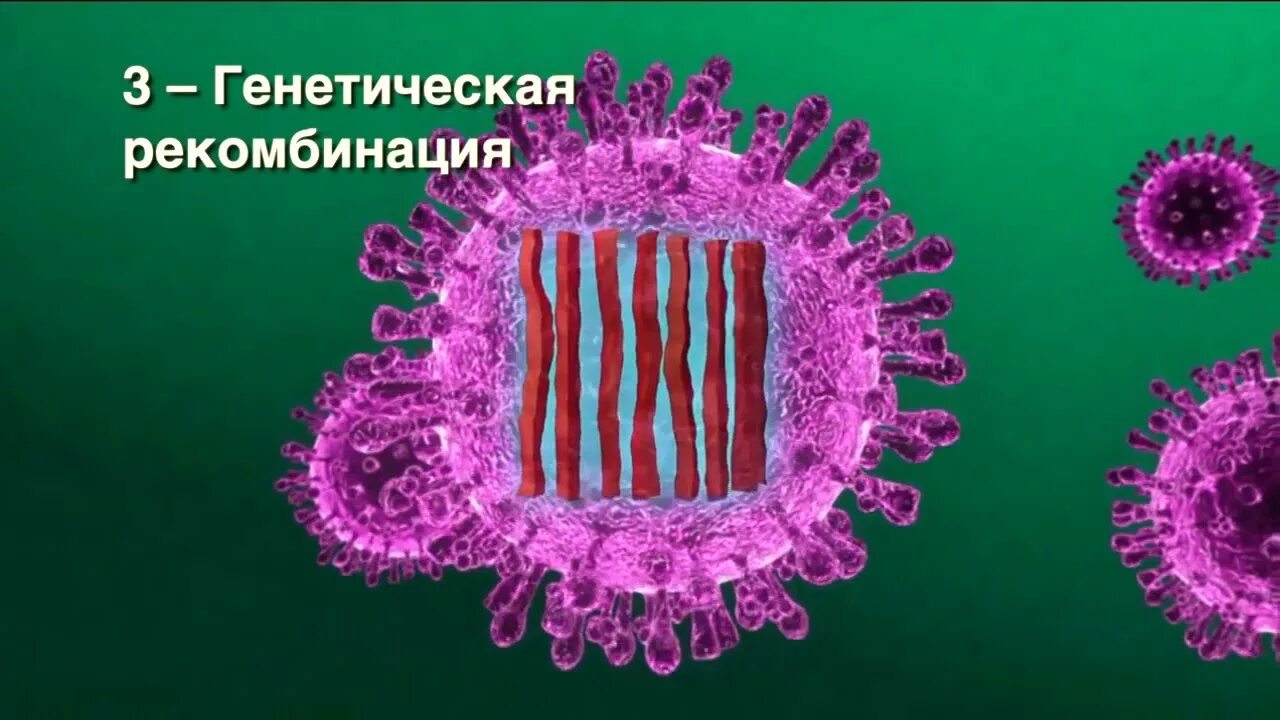 Мутации вирусов. Мутации вирусов. Пример мутации у вирусов. Механизм мутации вирусов. Мутации вируса гриппа.