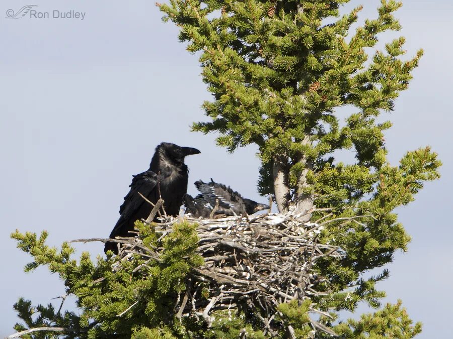 Ворон на сосне. Ворон залез большой сосна и начал. Таежный ворон. Ворон на сосне. Ворон залез большой сосна и начал.