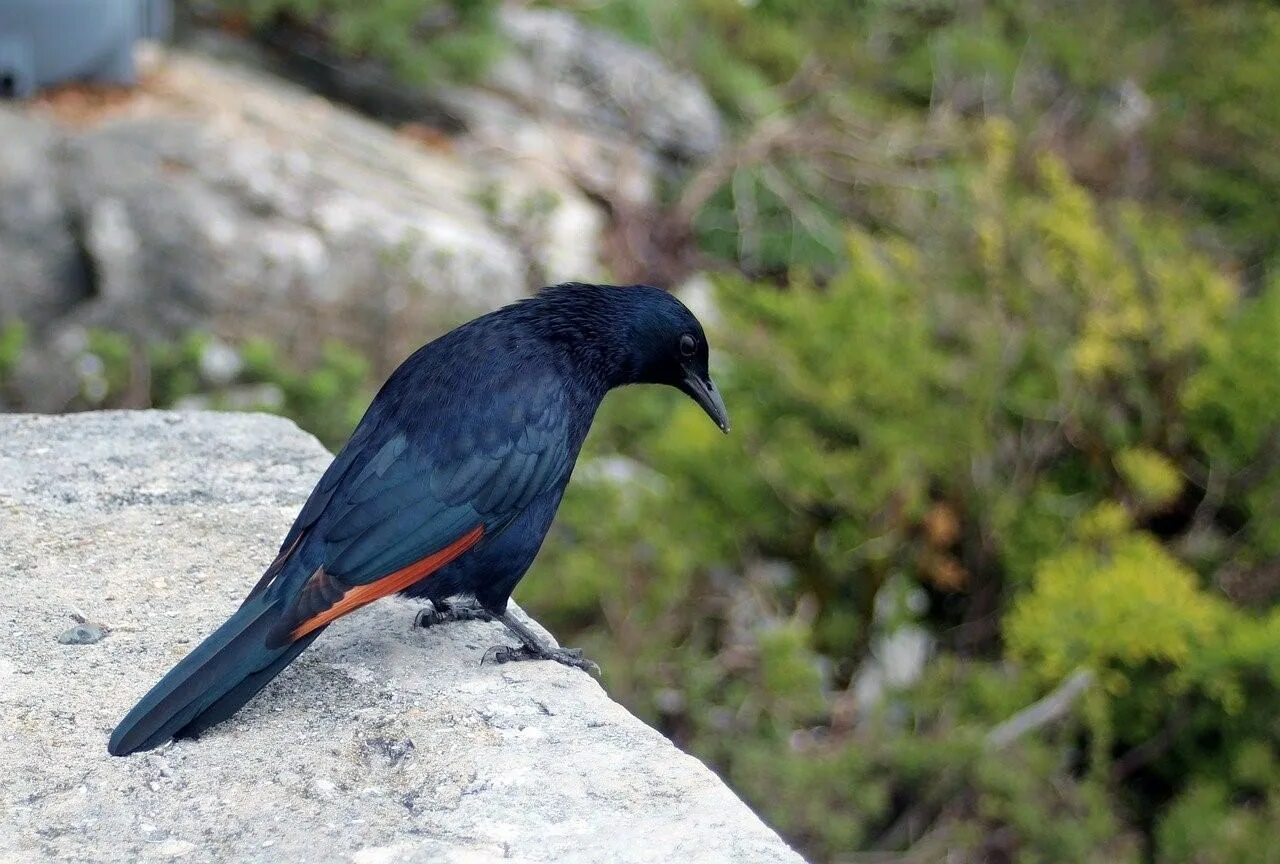 Маленький красный хвост. Черная птица. Черная птица с красным хвостом. Маленькая черная птичка с красным хвостом. Птичка черная с красным хвостиком.