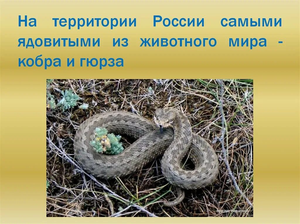Про самого ядовитого