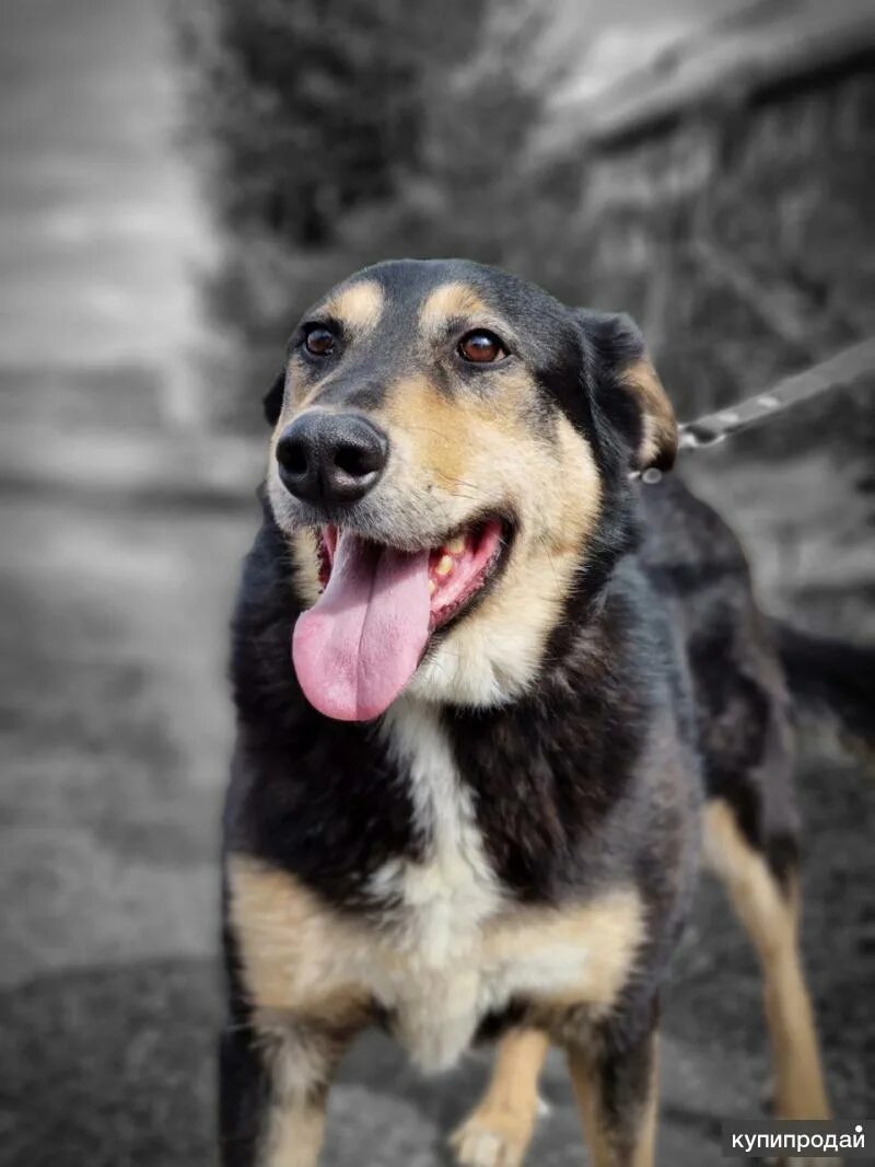 Каргопольская игрушка полкам. Палкан. Собака попала под машину. Палкан. Палкан или полкан кличка собаки.