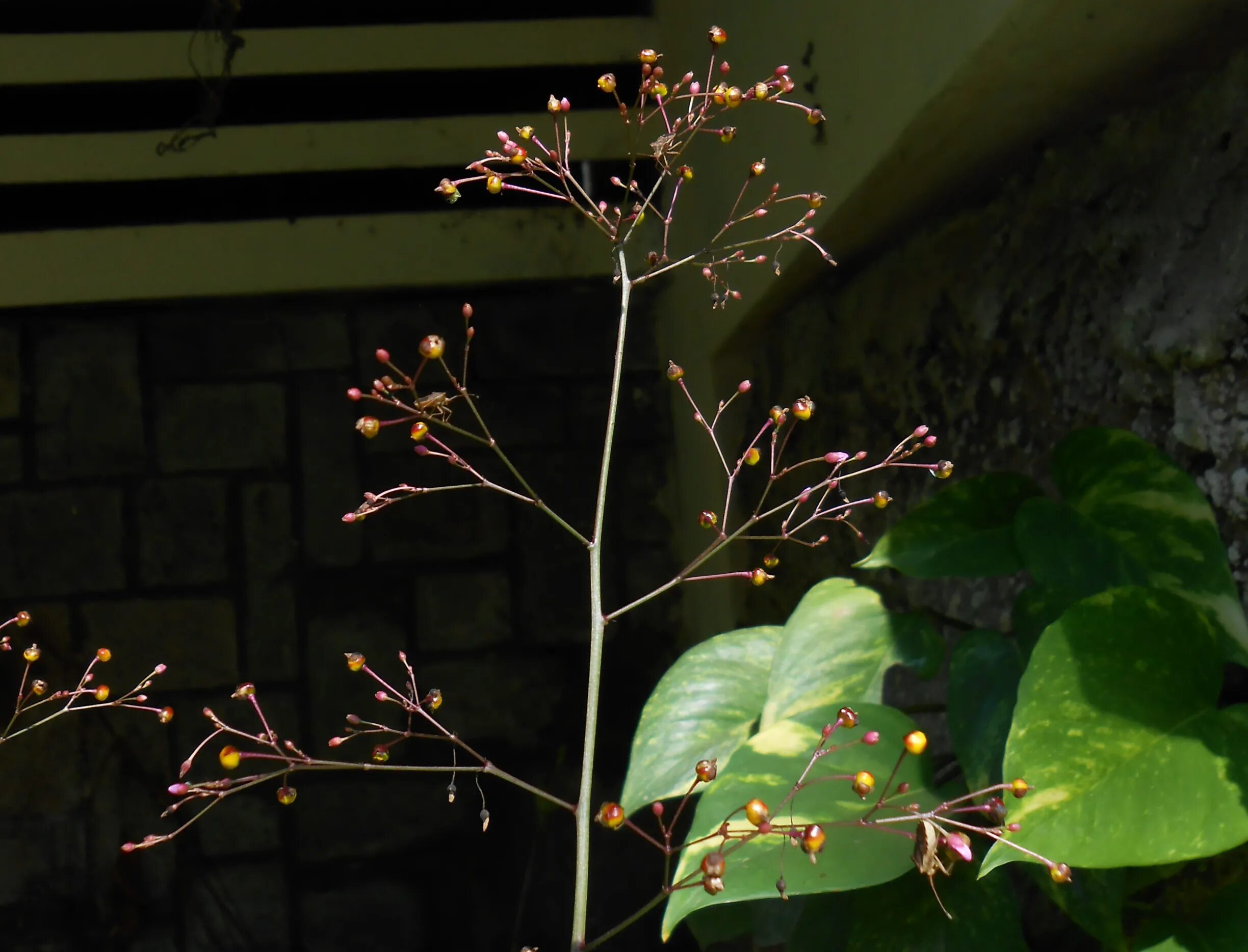 Талинум очитковидный. Талинум метельчатый. Талинум паникулатум. Цветок талинум метельчатый. Талинум метельчатый.