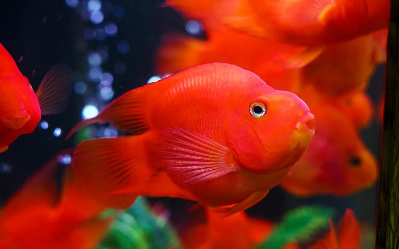 Петушок вуалехвост. Барклая растение аквариумное. Красная лампа для аквариума. Барклая красная аквариумное растение. Красная шапочка рыбка аквариумная.