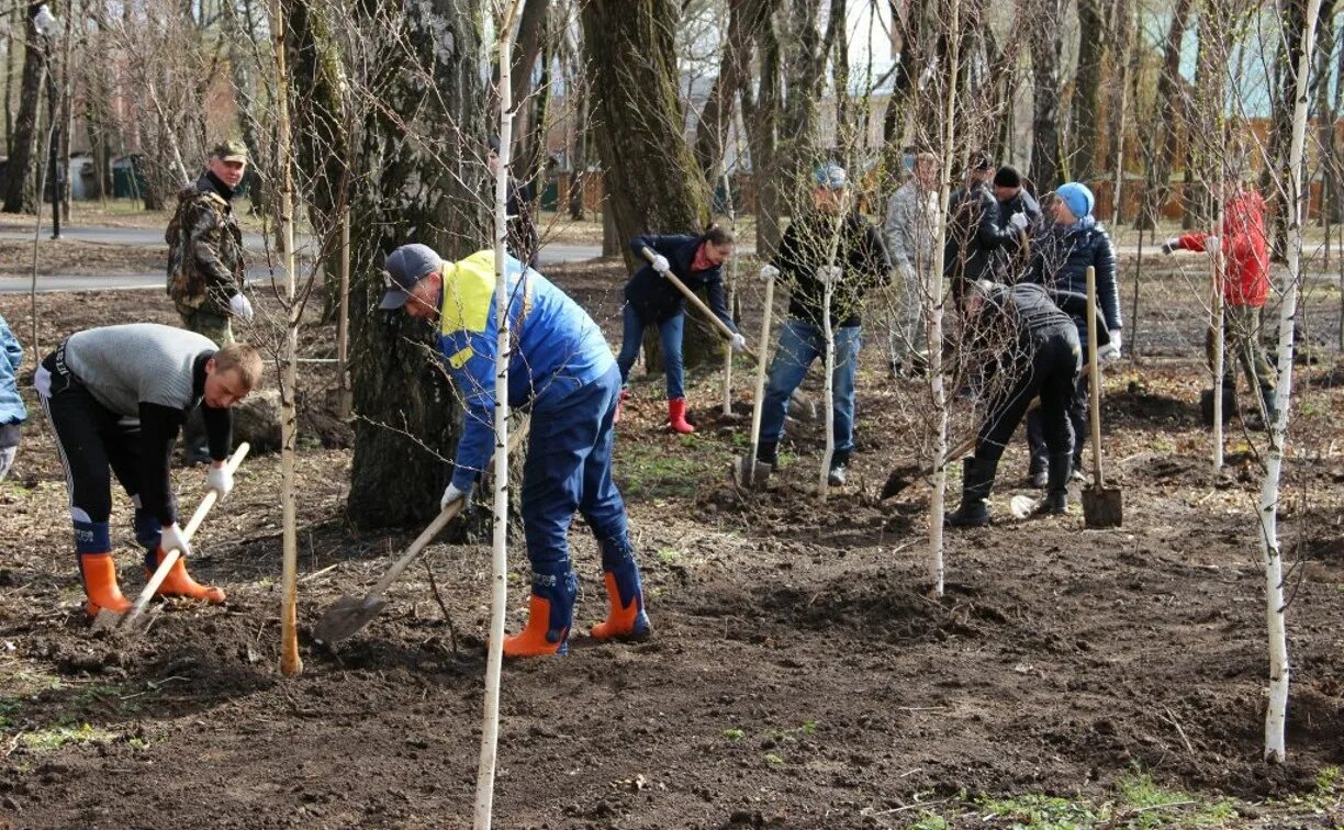 Посадив парке 4 дерева