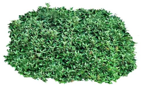 Bush plant