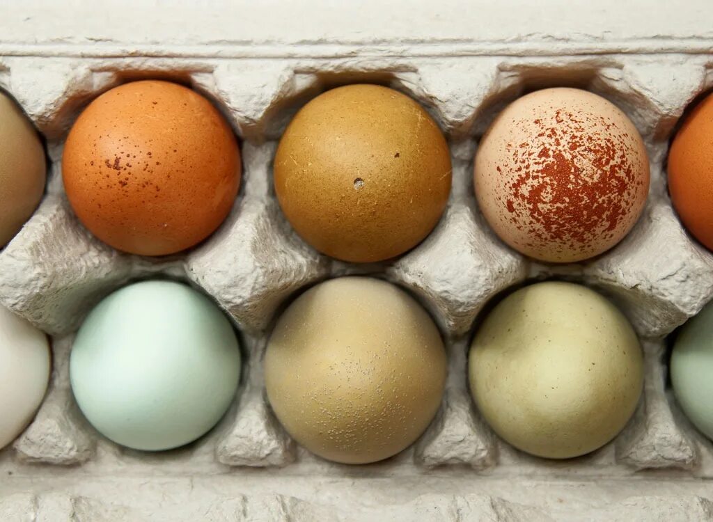 Обычное яйцо. Женские яйца. Разноцветные яйца домашние. Yaitse klketki.