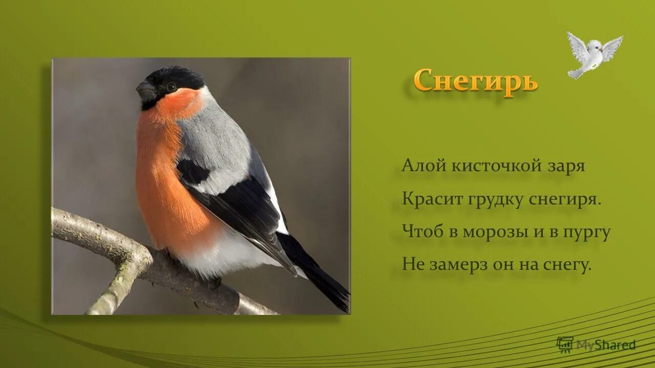 алой кисточкой заря красит грудку снегиря чтоб в морозы и в пургу. журавль воробей снегирь грудка учи ру. алой кисточкой заря красит грудку. тарелка со снегирем икеа. алой кисточкой заря красит грудку.