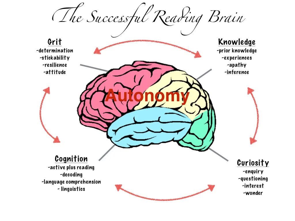 Reading in the brain