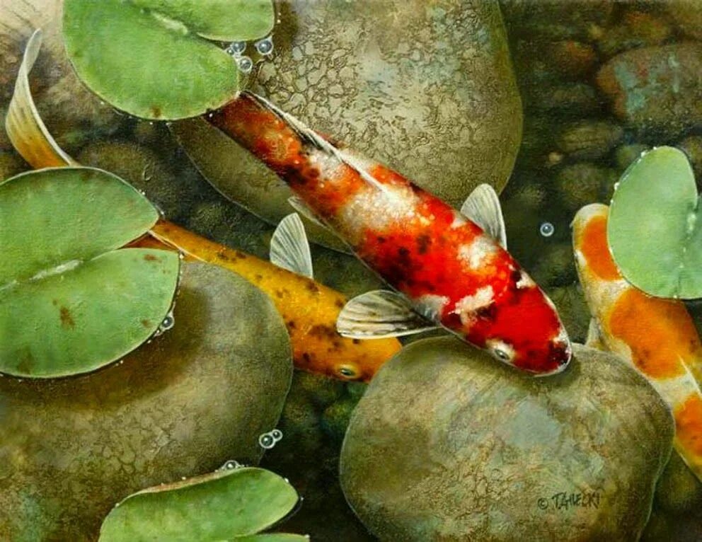 Кой ок